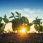Plantenvoedingstreamer image
